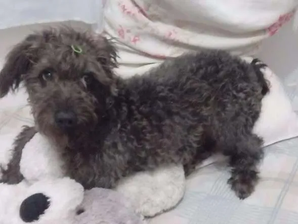 Cachorro ra a Poodle idade 7 a 11 meses nome Melissa