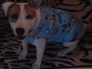 Cachorro raça Pitbul idade 2 anos nome Laika
