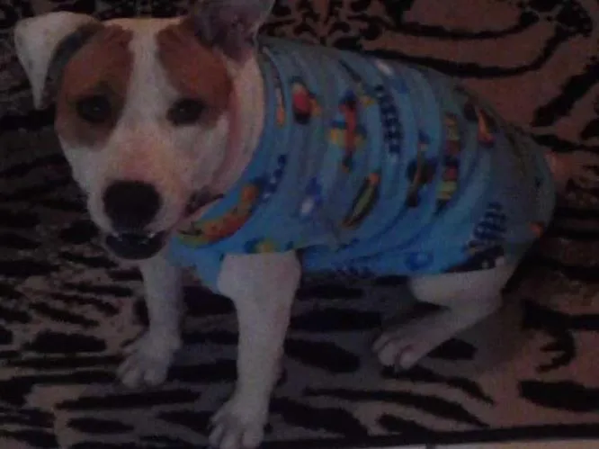 Cachorro ra a Pitbul idade 2 anos nome Laika