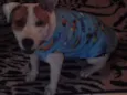 Laika