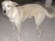 Spyke