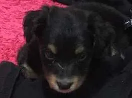 Cachorro ra a vira lata idade 2 a 6 meses nome sem nome