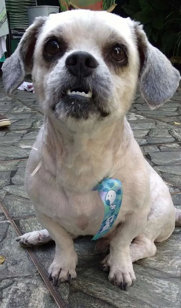 Cachorro ra a Lhasa Apso idade 3 anos nome Thor