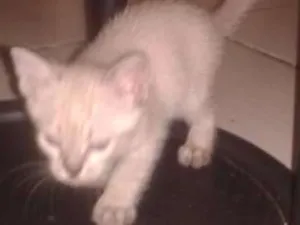 Gato raça SRD idade Abaixo de 2 meses nome Filhotes