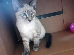 Gato raça SRD idade 2 a 6 meses nome Juninho
