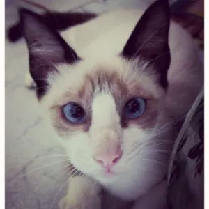 Gato raça SRD ( branco e cinza ) idade 2 a 6 meses nome Sem nome