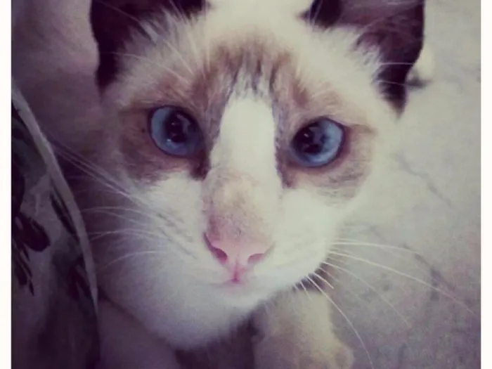 Gato raça SRD ( branco e cinza ) idade 2 a 6 meses nome Sem nome