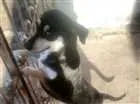 Cachorro raça Paulistinha com vira lata idade 1 ano nome Negrinha