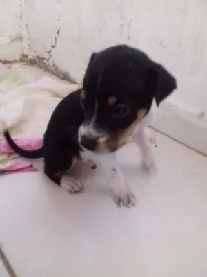 Cachorro raça Vira lata idade Abaixo de 2 meses nome Sem nome