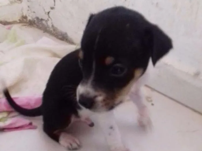Cachorro ra a Vira lata idade Abaixo de 2 meses nome Sem nome