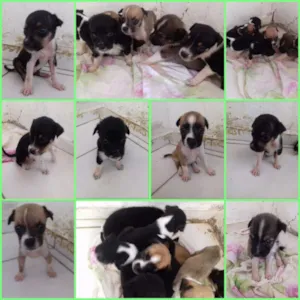 Cachorro raça Vira lata idade Abaixo de 2 meses nome Sem nome 