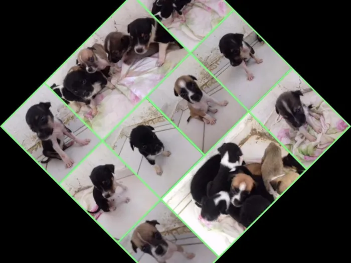 Cachorro ra a Vira lata idade Abaixo de 2 meses nome Sem nome 