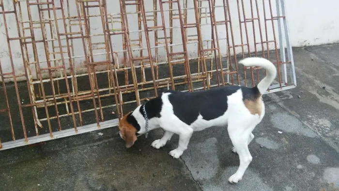 Cachorro ra a beagle idade 2 anos nome Milla