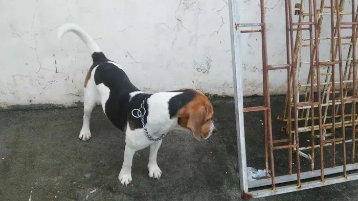 Cachorro ra a beagle idade 2 anos nome Milla