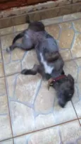 Susi