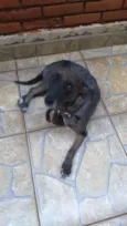 Susi
