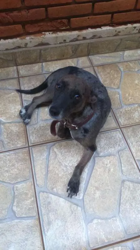 Cachorro ra a Vira lata idade 3 anos nome Susi