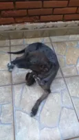 Susi