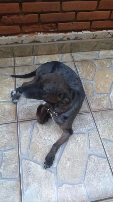 Cachorro ra a Vira lata idade 3 anos nome Susi
