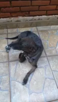 Susi