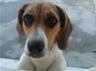 Cachorro raça beagle idade 2 anos nome Milla