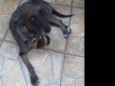 Susi