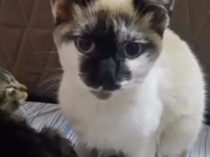 Gato raça  idade 2 a 6 meses nome Sem nome 