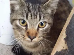 Gato raça  idade 2 a 6 meses nome Sem nome