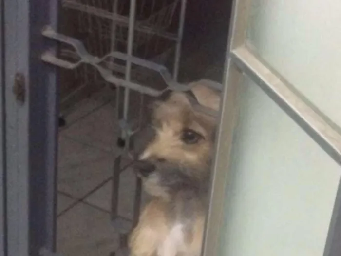 Cachorro ra a Vira lata idade 7 a 11 meses nome Pity