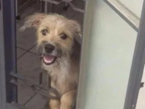 Cachorro raça Vira lata idade 7 a 11 meses nome Pity