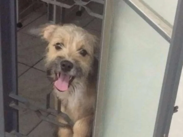 Cachorro ra a Vira lata idade 7 a 11 meses nome Pity