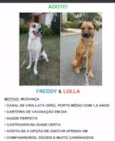 Lola e Freddy