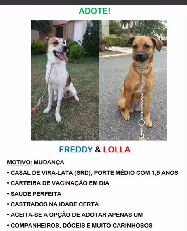 Cachorro ra a SRD idade  nome Lola e Freddy