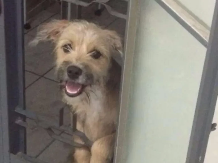 Cachorro ra a Vira lata idade 7 a 11 meses nome Pity