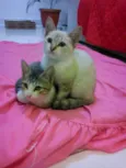 denguinho e tigrinho