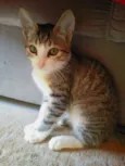 denguinho e tigrinho