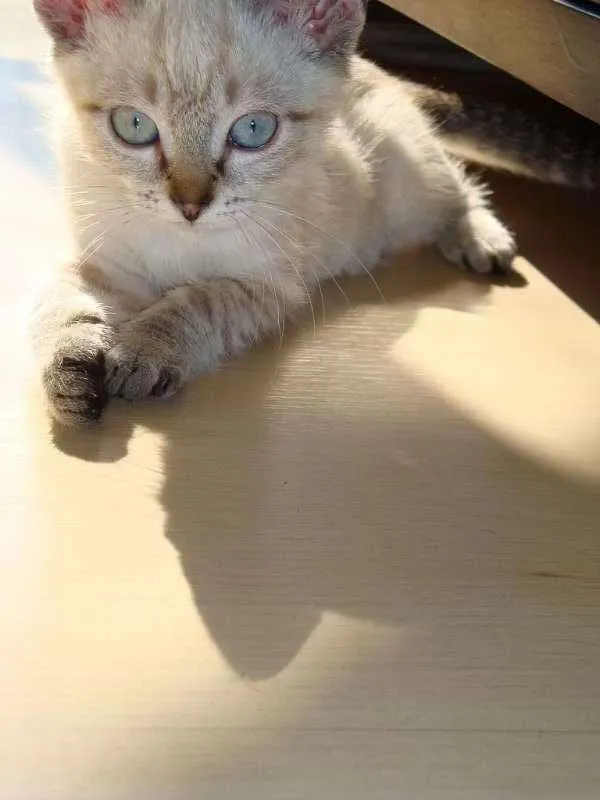 Gato ra a sialata/trigrinho idade Abaixo de 2 meses nome denguinho e tigrinho