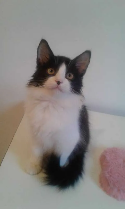 Gato ra a SRD idade 2 a 6 meses nome GUGA