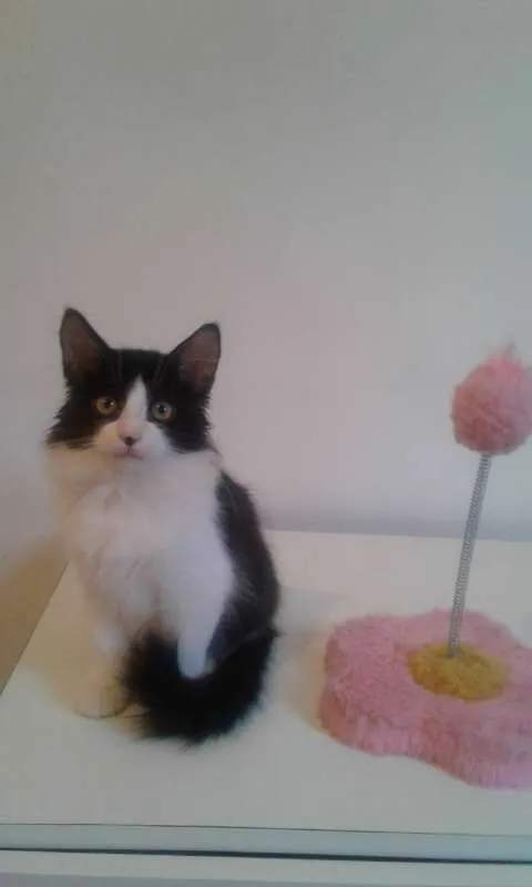 Gato ra a SRD idade 2 a 6 meses nome GUGA