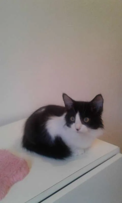 Gato ra a SRD idade 2 a 6 meses nome GUGA