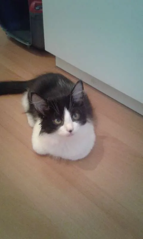 Gato ra a SRD idade 2 a 6 meses nome GUGA