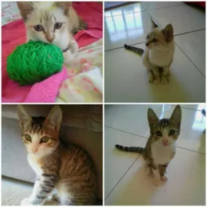 Gato raça sialata/trigrinho idade Abaixo de 2 meses nome denguinho e tigrinho