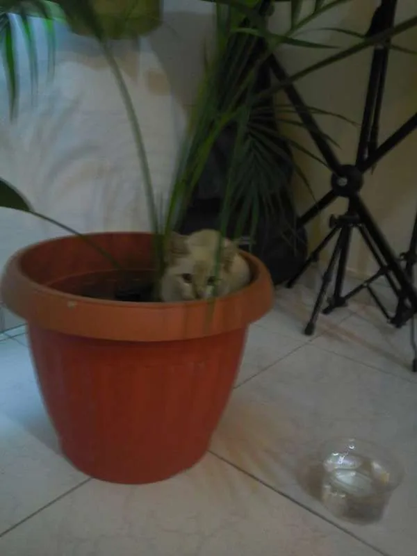Gato ra a sialata/trigrinho idade Abaixo de 2 meses nome denguinho e tigrinho
