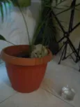 denguinho e tigrinho