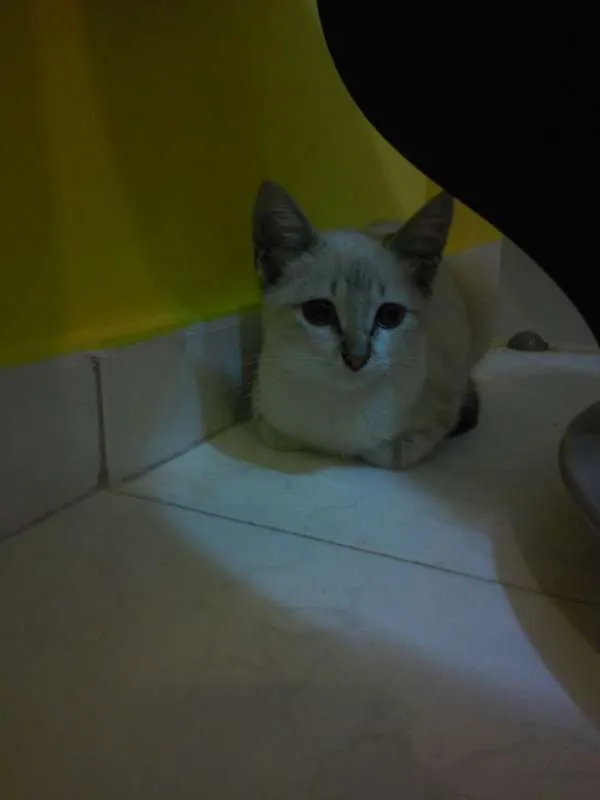 Gato ra a sialata/trigrinho idade Abaixo de 2 meses nome denguinho e tigrinho