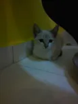 denguinho e tigrinho