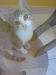 denguinho e tigrinho