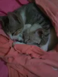 denguinho e tigrinho