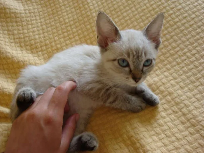 Gato ra a sialata/trigrinho idade Abaixo de 2 meses nome denguinho e tigrinho