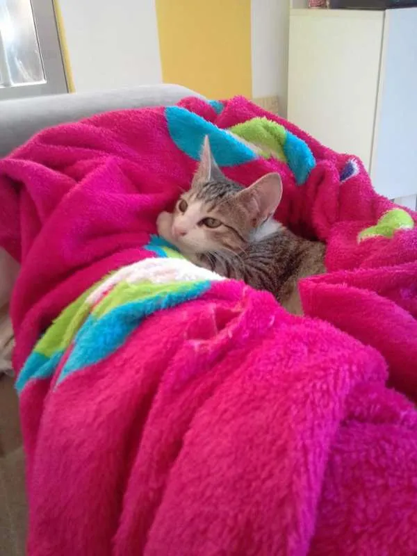 Gato ra a sialata/trigrinho idade Abaixo de 2 meses nome denguinho e tigrinho
